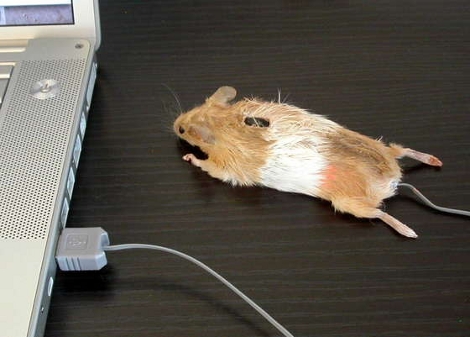 http://hackaday.com/wp-content/uploads/2010/03/mouse-mouse.jpg