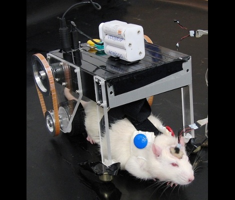 Rat Propulsion Via Brain-machine Interface Hackaday