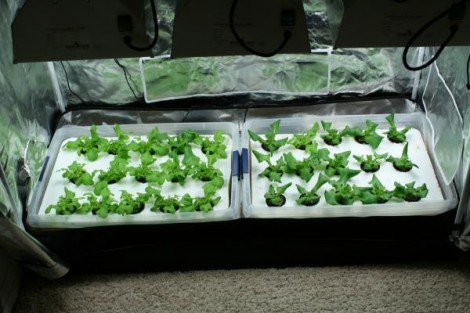 diy aquaponics system design