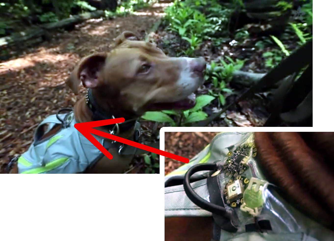 Track Your Dog With This DIY GPS Harness Hackaday