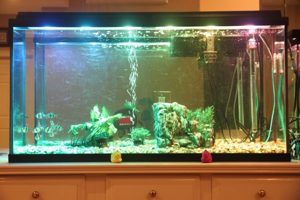 Aquarium with variable LEDs