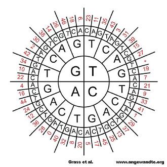 Codon Wheel