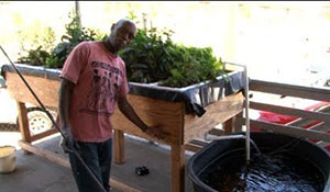 aquaponics