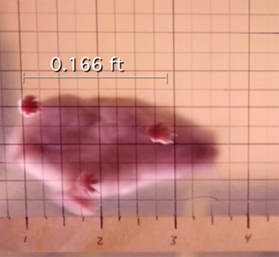 01_hamster_stride_measurement