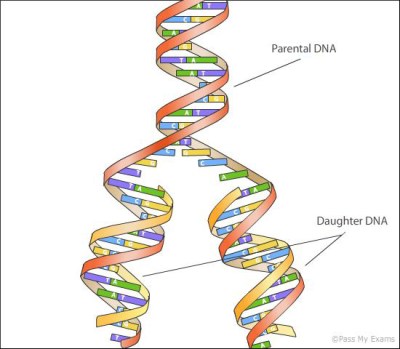 dna-replication