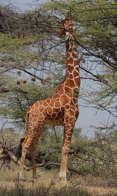 evolution-giraffe