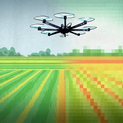 Drone over wheat field