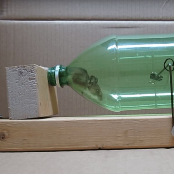 Make a No Kill Mouse Trap with a Toilet Paper Roll 
