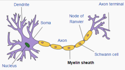 neuron