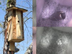 Original nesting box with pi noir camera