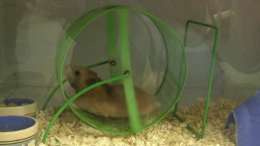 Hamster in hamster wheel