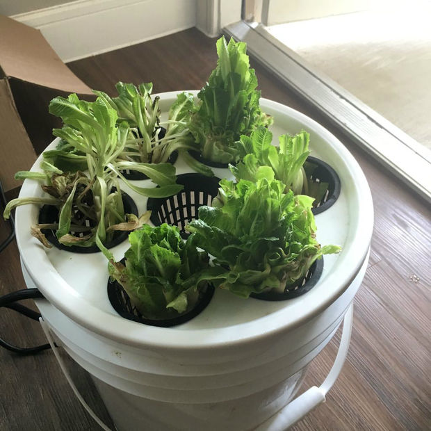 Lettuce For Life! Hackaday