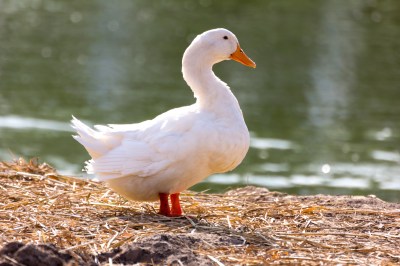 white-duck