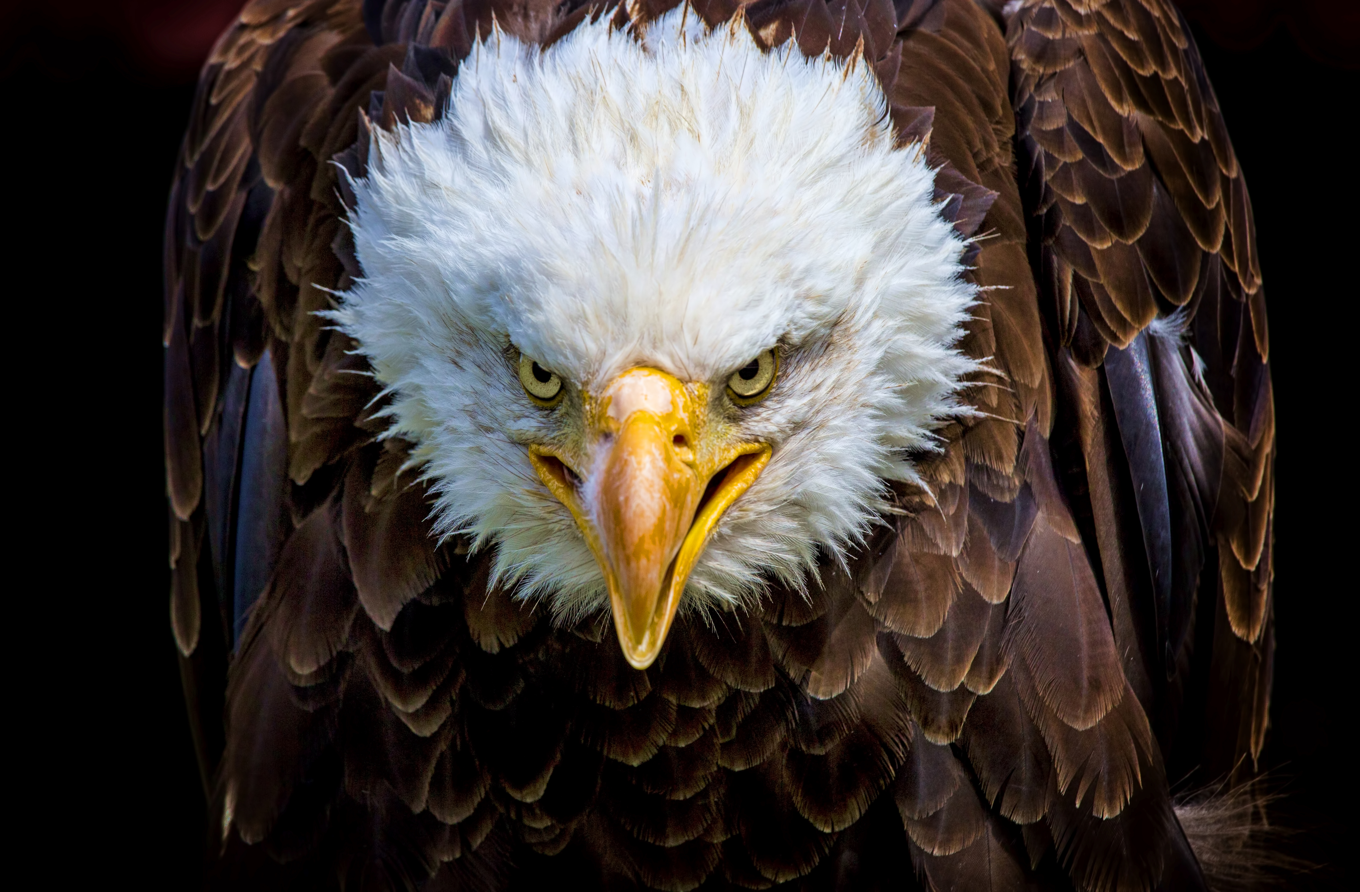 eyes of the eagle
