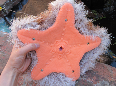 jelly cat fluffy starfish