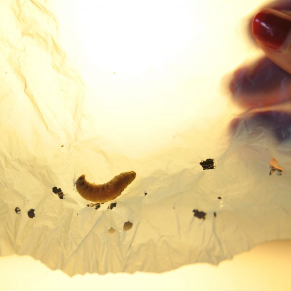 1Mm Black Bugs The Things You Need To Throw Away - bz7k9kp