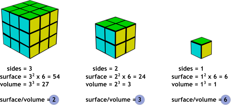 Spherical ice cubes and surface area to volume ratio