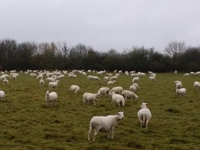 Mowers, mediaeval style.