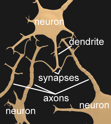 Neurons in the brain