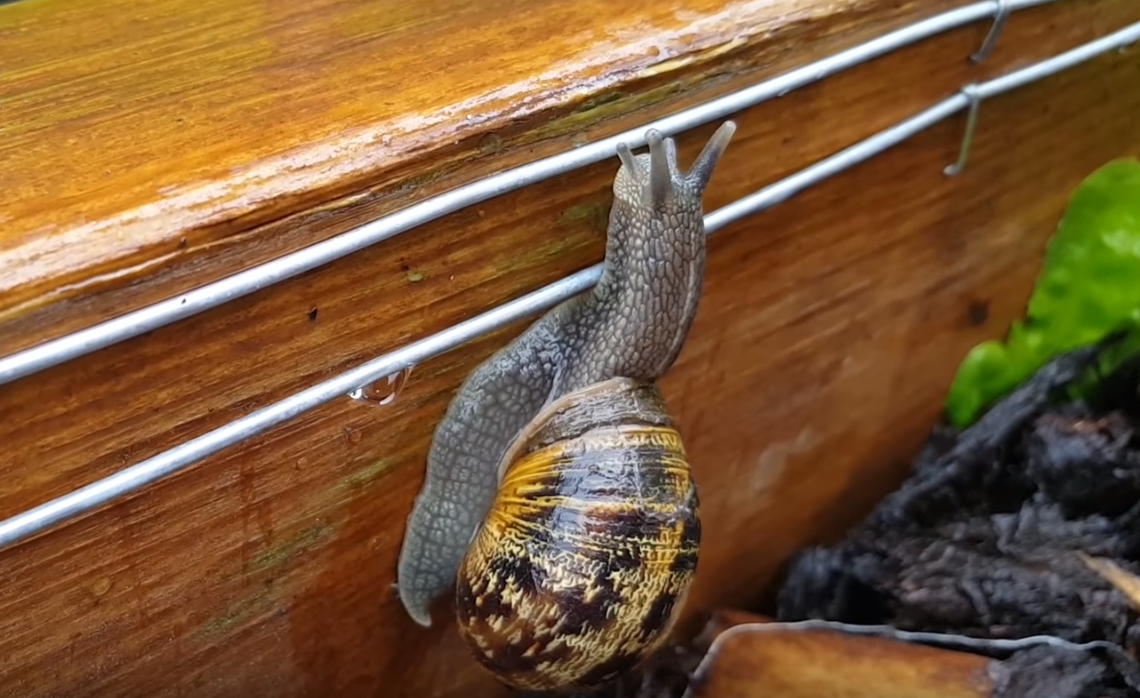 An Electric Fence For Snails And Slugs Hackaday Electric slug & snail fence, the garden guardian. hackaday