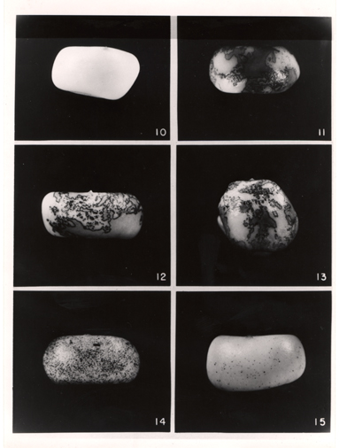 Maize with different amounts of Ds and Ac