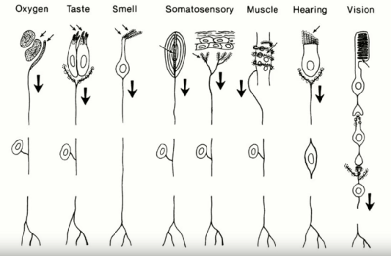 Christal Gordon: Sensors, Fusion, And Neurobiology | Hackaday