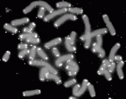 Telomeres in white on human chromosomes