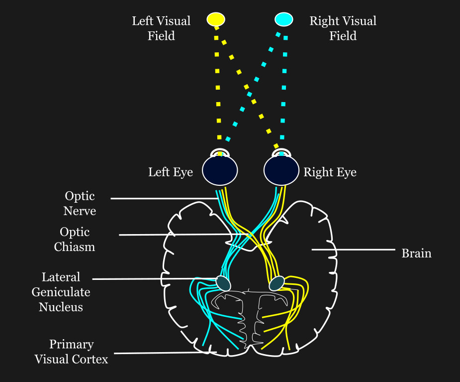 neural-pathway-diagram-hackaday