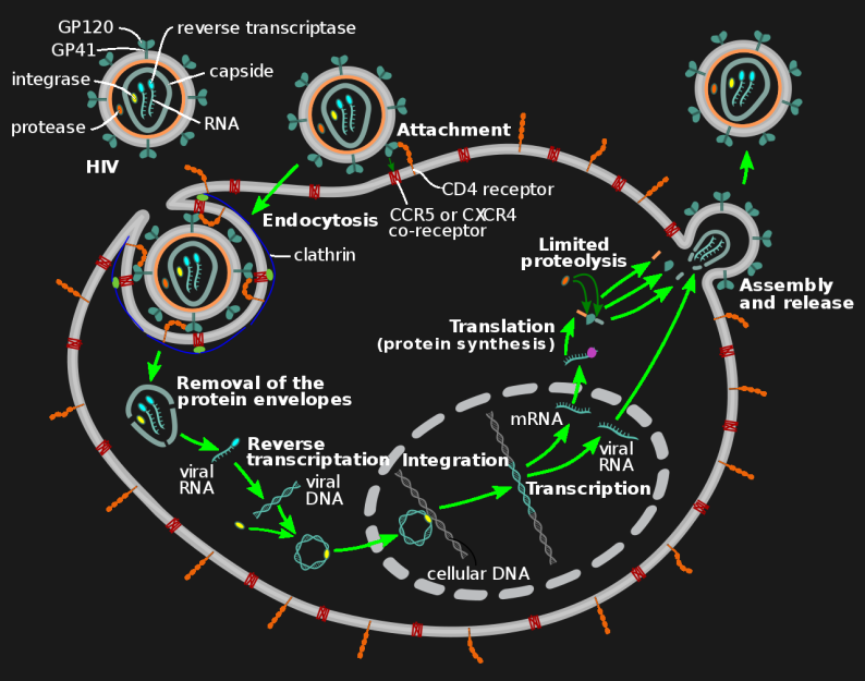 HIV retrovirus replication cycle