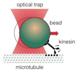 Monitoring kinesin using optical tweezers
