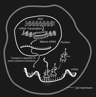 MRNA-interaction