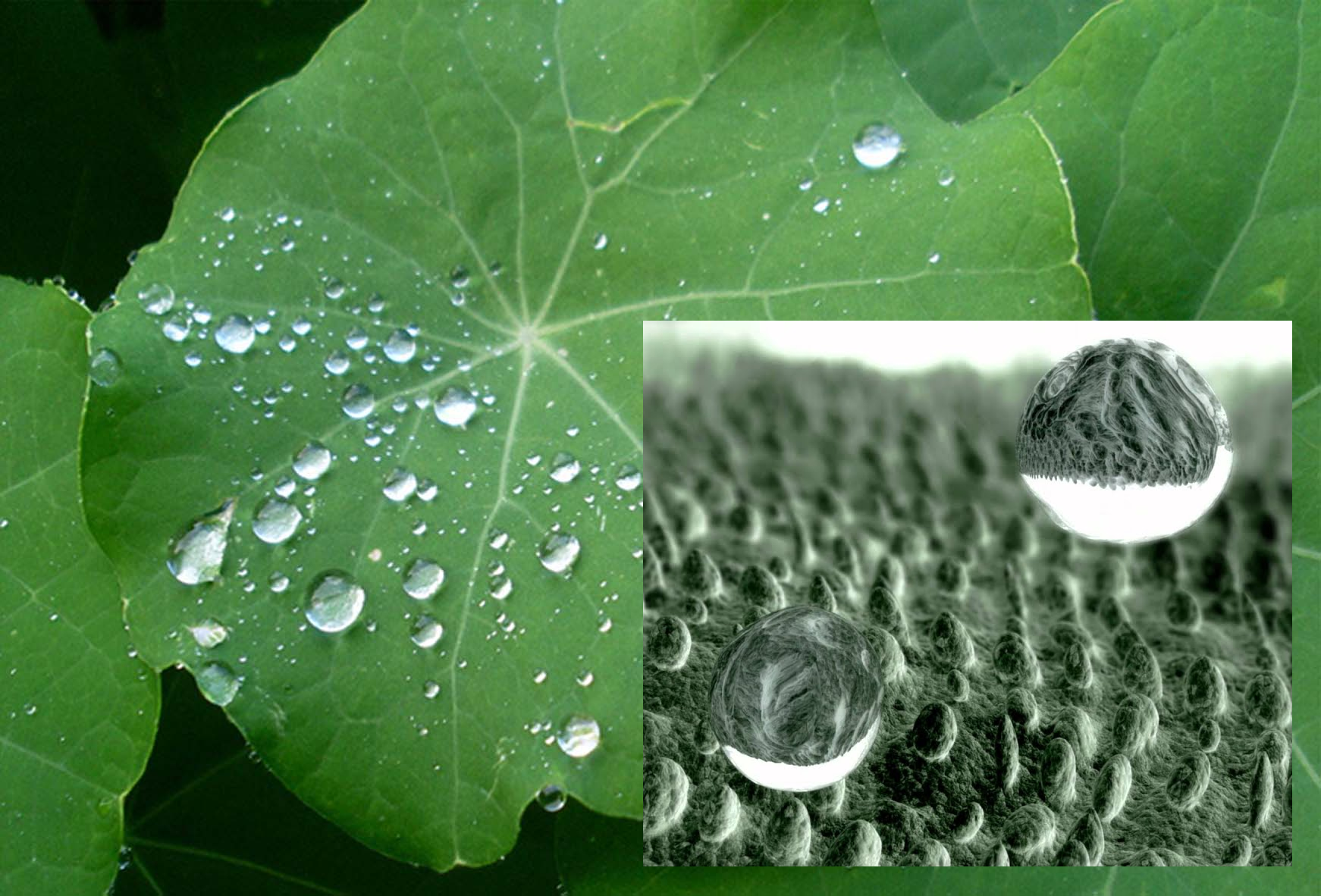 biomimetics-and-sustainability-the-example-of-self-cleaning-surfaces