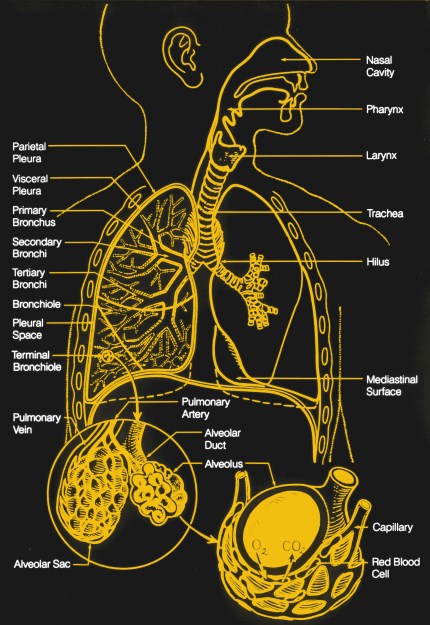 Ventilators 101: What They Do And How They Work