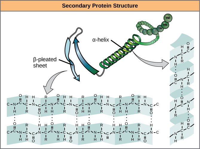 protein backbone ends