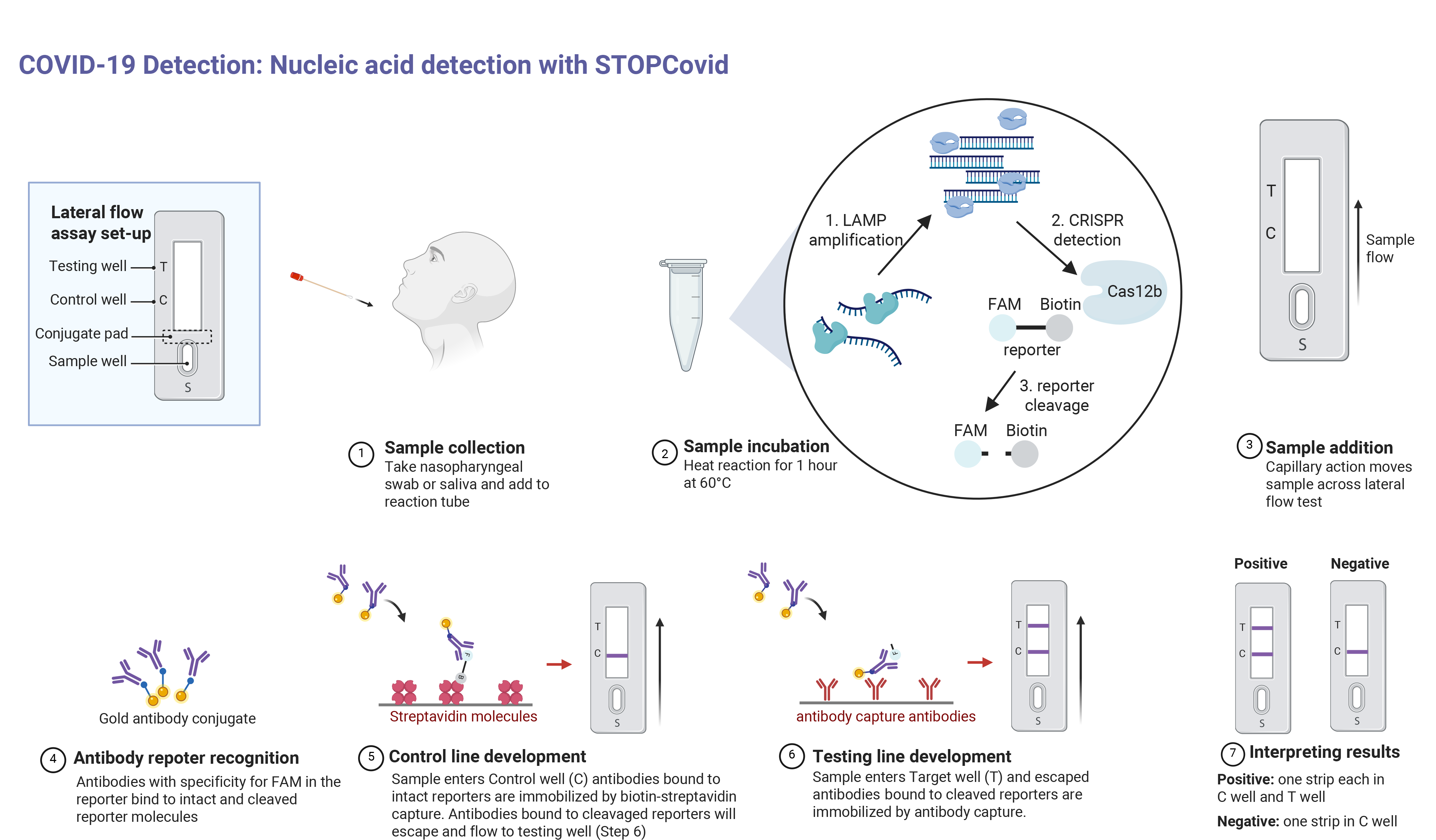 Coronavirus Testing: CRISPR Technology Set To Streamline Viral Testing ...