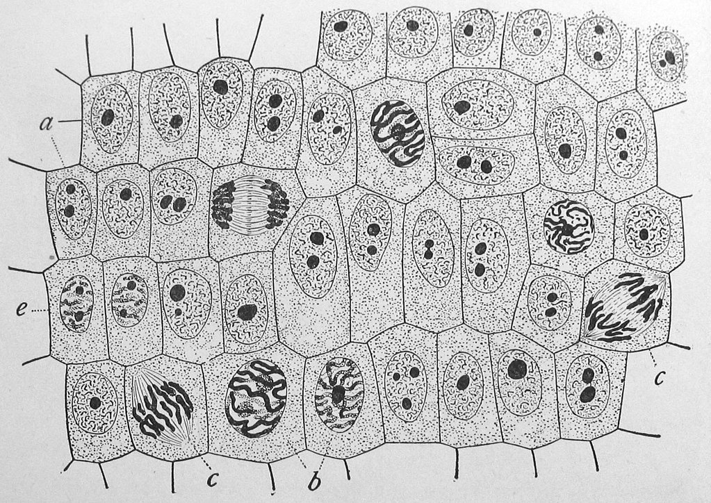 Video: Bil Herds Looks At Mitosis | Hackaday