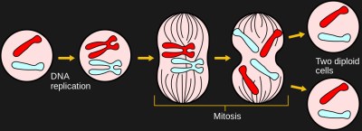 Video: Bil Herds Looks At Mitosis | Hackaday