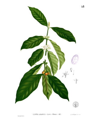The plant we most associate with caffeine, Coffea Arabica. Francisco Manuel Blanco (O.S.A.), Public domain.