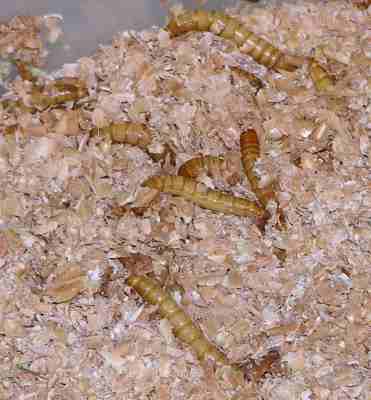 Mealworms in bran
