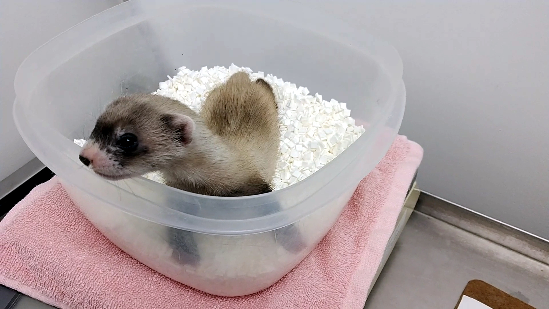 We're Cloning Animals From The “Frozen Zoo”; Like A Seed Bank But For  Animals | Hackaday