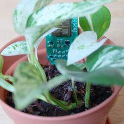 w-parasite circuit board in a potted plant