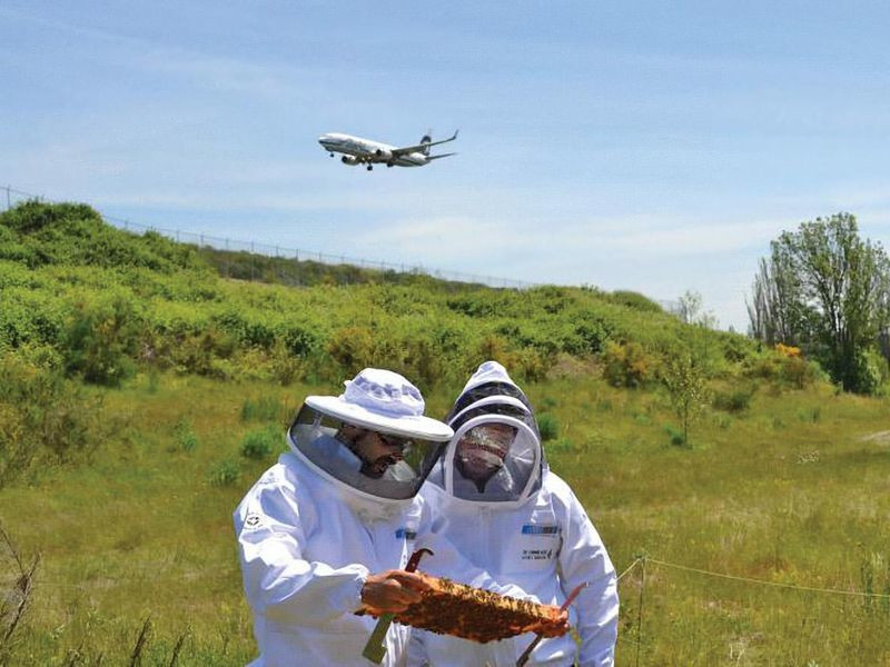 Airports Are Now AirBNBs for Honeybees