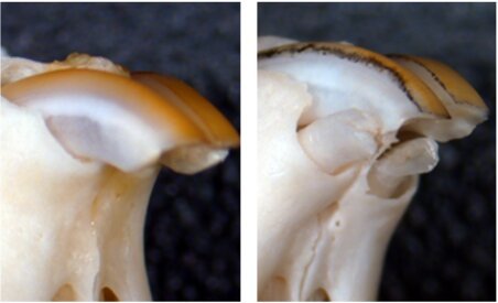 Normal Mouse Teeth Treatment Triggers Teeth To Thrive | Hackaday