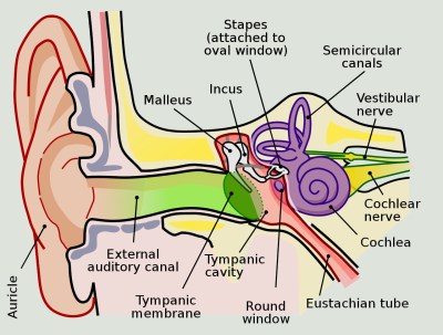 A diagram of the human ear
