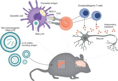 inducing_tolerance_with_anti-inflammatory_mrna_vaccine.jpg?w=400