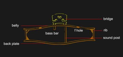 Cross-section of a violin bridge