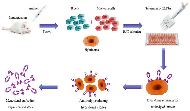 Illustration showing the production route of hybridoma technology Monoclonal antibodies