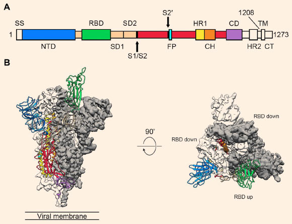 Structure of SARS-CoV-2 spike protein, showing receptor binding domain (RBD)