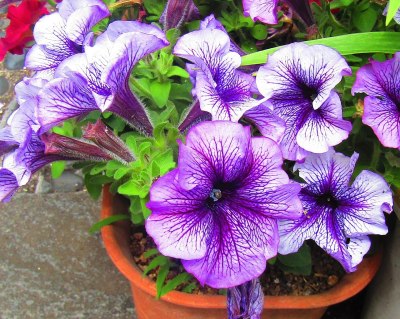 A bowl of petunias