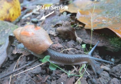A snail with a solar sensor attached to its shell
